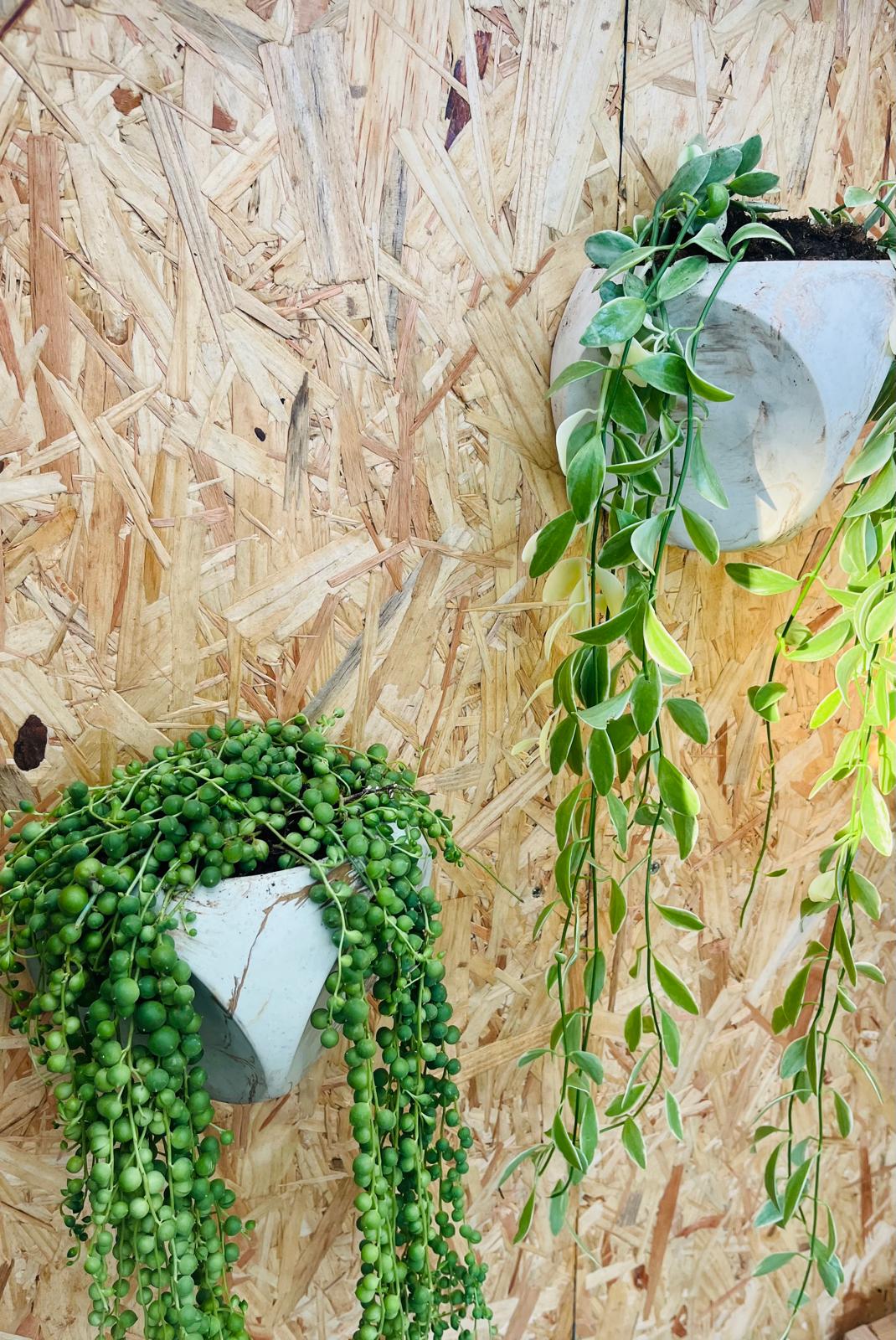 עציץ בטון STAR – תמונה 4